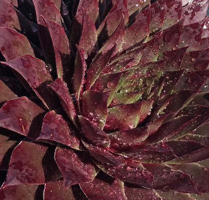 Photo courtesy of Plant Haven International