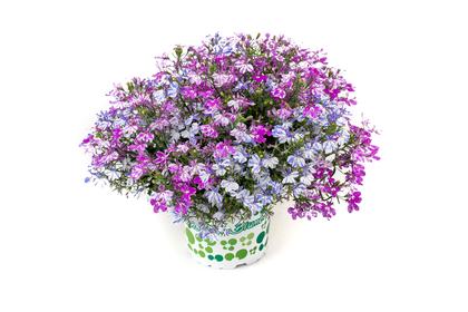 Lobelia 'Rift Mix' from Rush Creek Growers