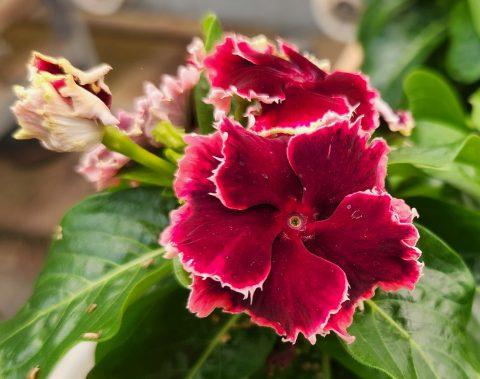 Vinca 'Salsa Red' Vinca from Rush Creek Growers