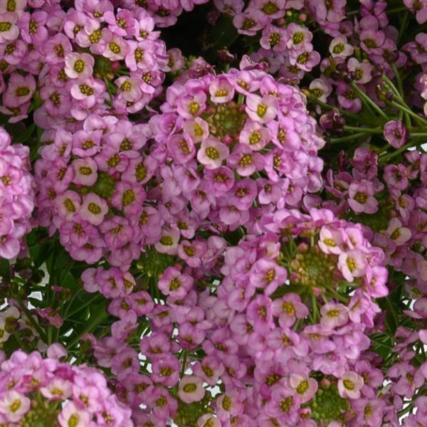 Lobularia 'Stream™ Compact Rose' - photo courtesy of Ball Seed