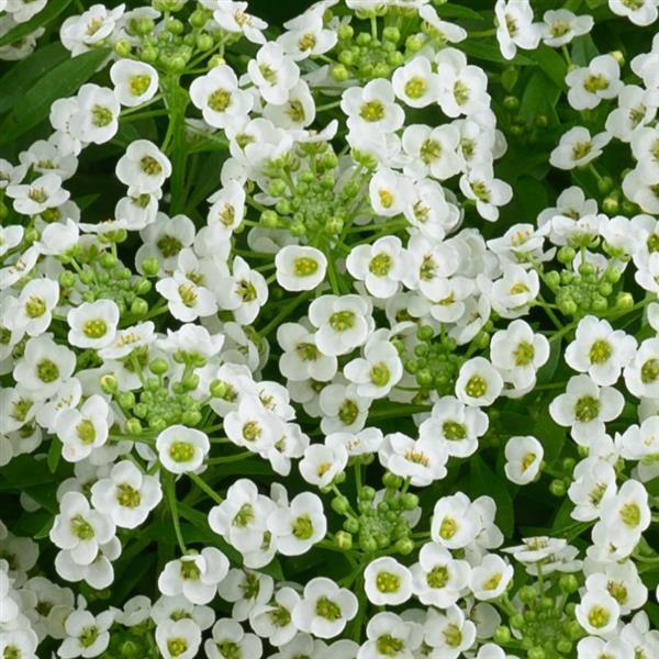 Lobularia 'Stream™ Compact White' -photo courtesy of Ball Seed