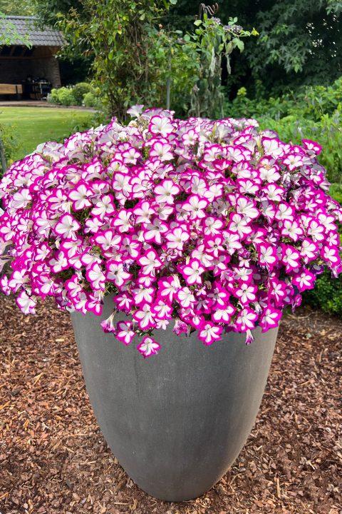Petunia 'Flower Shower Ringo Star' from Rush Creek Growers