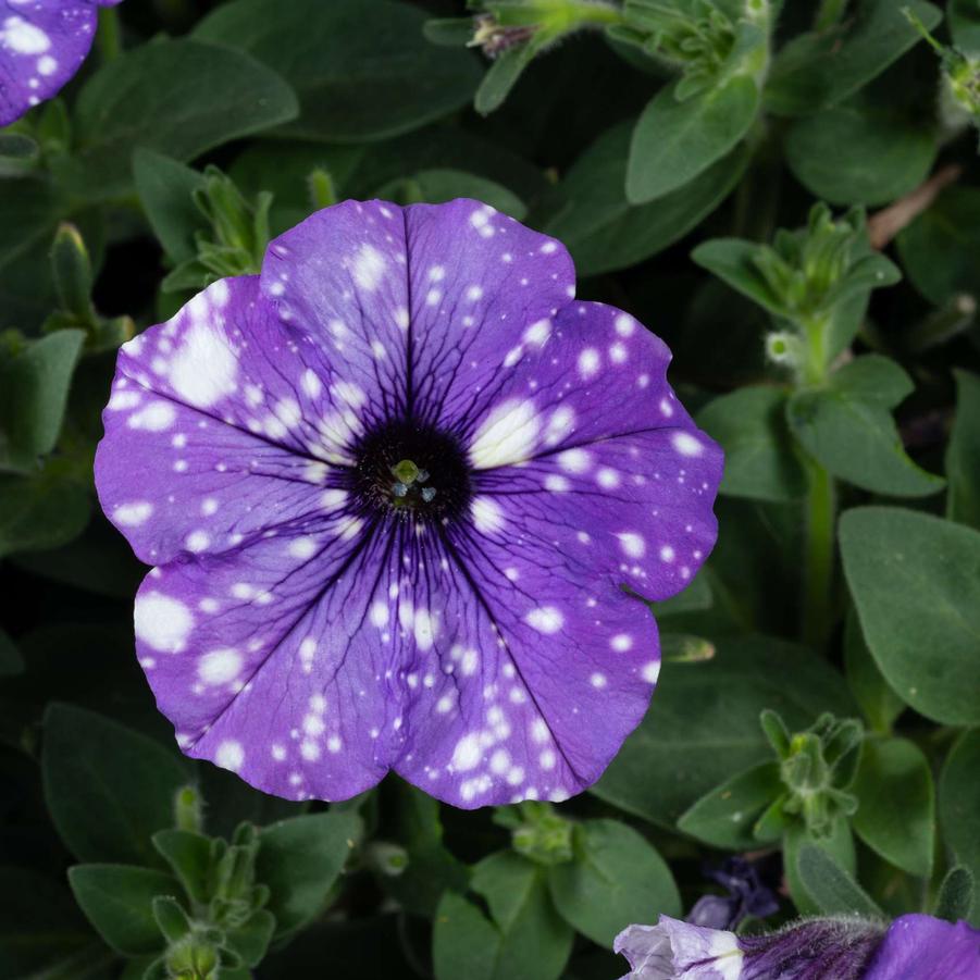 Petunia 'Splash Dance™ Moon Walk' - Photo courtesy of Danziger