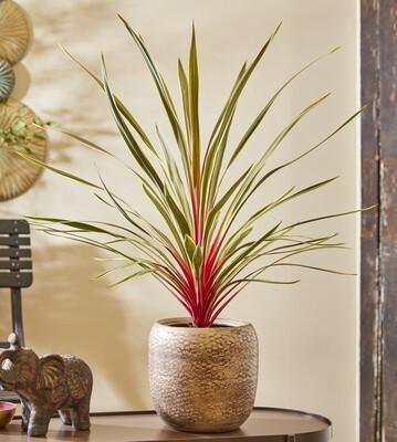 Photo courtesy of Concept Plants
