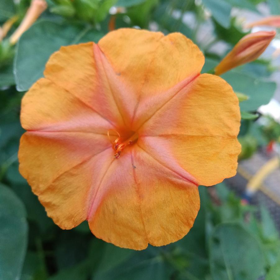 Mirabilis 'Orange Crush' - from Rush Creek Growers