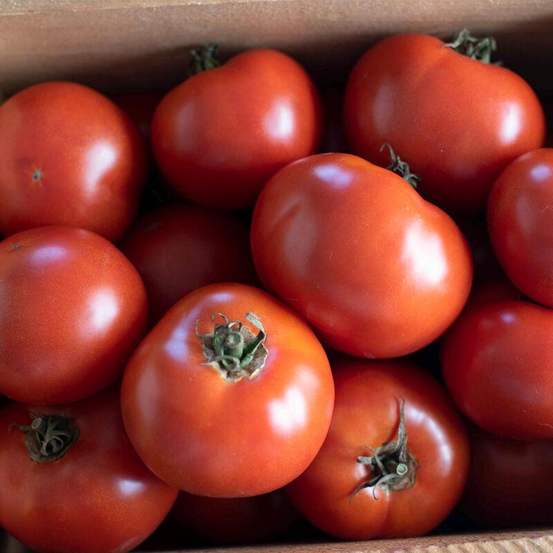 Tomato 'Wisconsin 55' - photo courtesy of Johnny's Selected Seeds