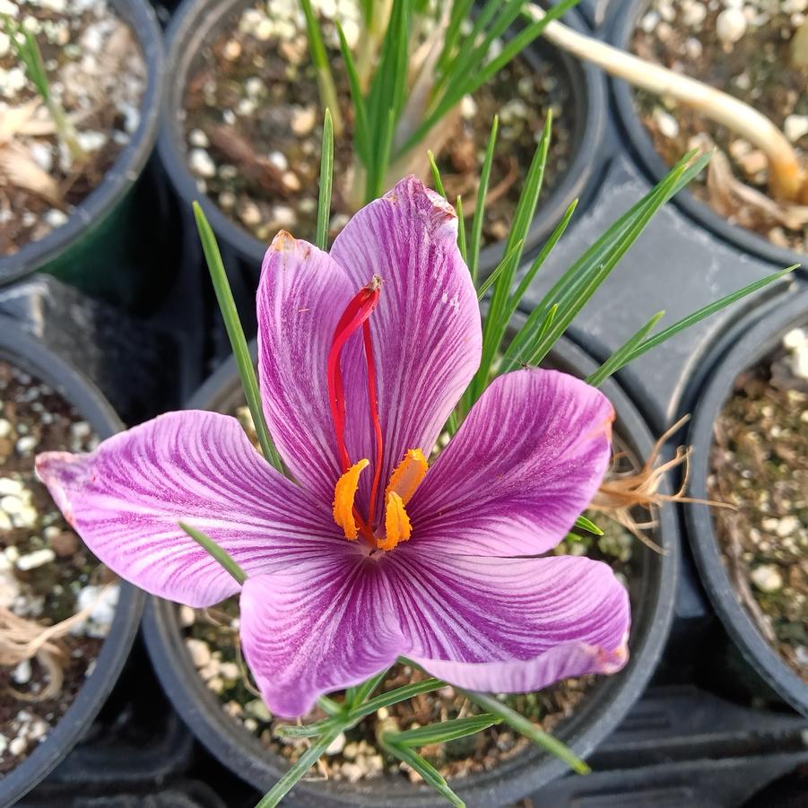Saffron Crocus - from Rush Creek Growers