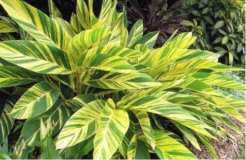 Alpinia zerumbet - Shell Ginger- photo courtesy of Growing Colors