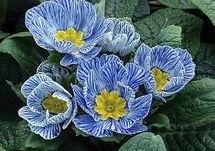 Primula 'Blue Zebra' - Primrose from Rush Creek Growers