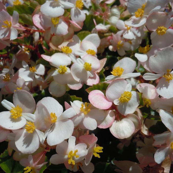 Begonia Hula™ 'Blush' -photo courtesy of Garden Center Marketing