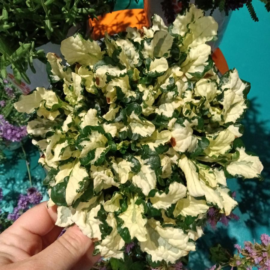 Ajuga reptans 'Princess Leia' - Bugleweed from Rush Creek Growers