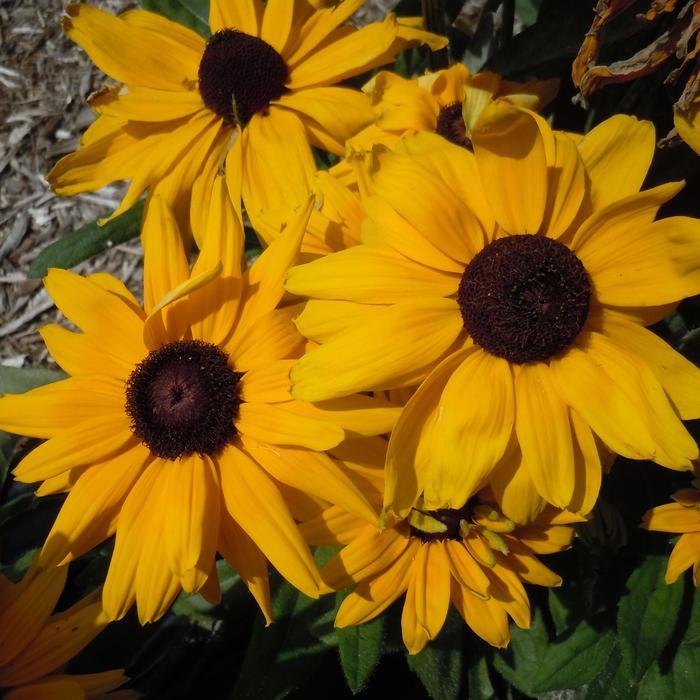 Rudbeckia Sunbeckia® 'Lucia' - photo courtesy of Garden Center Marketing