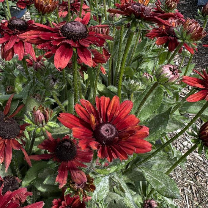 Rudbeckia Sunbeckia® 'Graffiti Scarlet' -photo courtesy of Garden Center Marketing