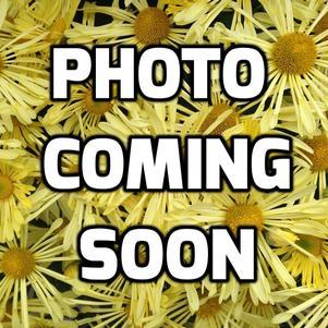 Rudbeckia Sunbeckia® 'Graffiti Caramel' - from Rush Creek Growers