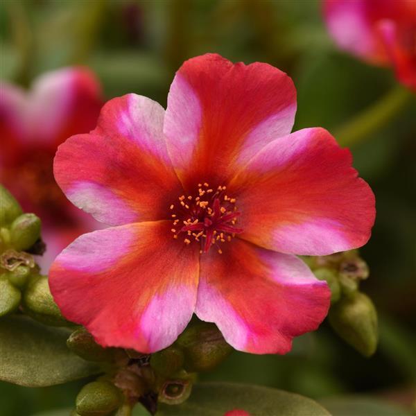 Portulaca Portogrande™ 'Frosted Strawberry' - photo courtesy of Ball Seed