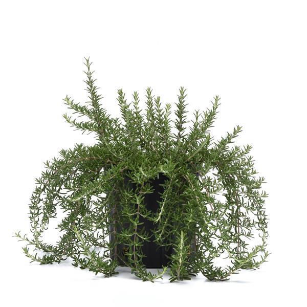 Photo courtesy of Darwin Perennials