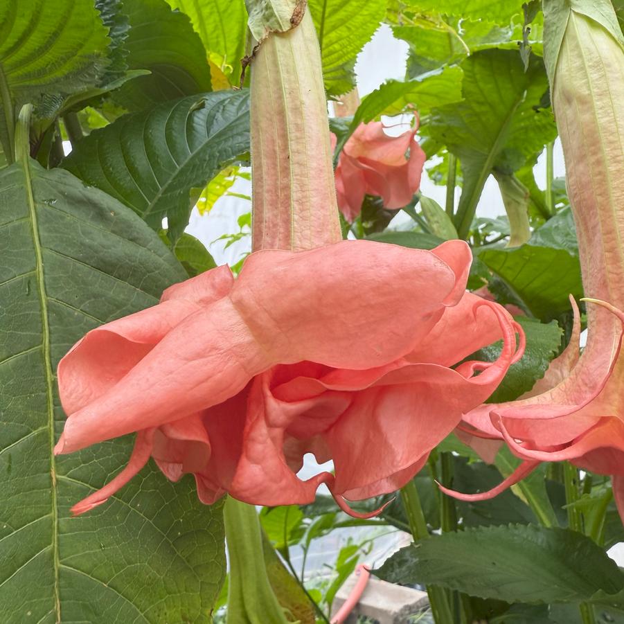 Brugmansia 'Evelyn' - Angel's Trumpet from Rush Creek Growers