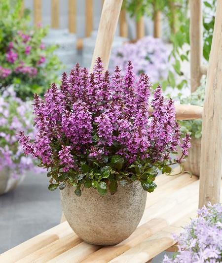 Photo courtesy of Plants Nouveau