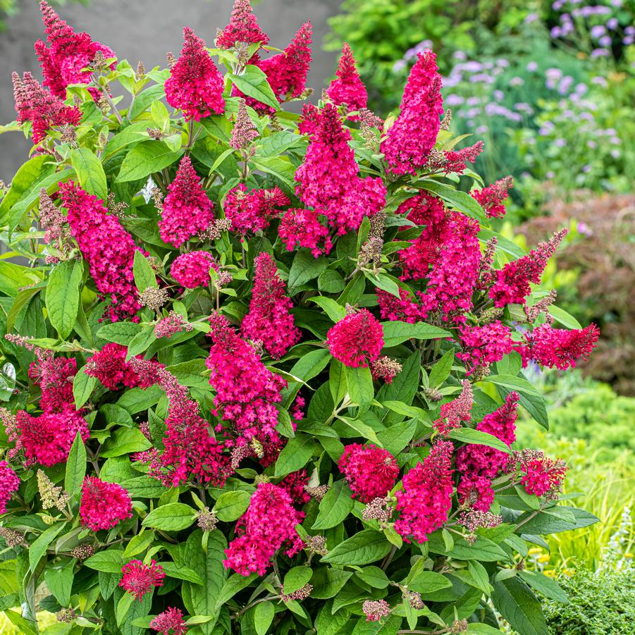 Photo courtesy of Growing Colors.