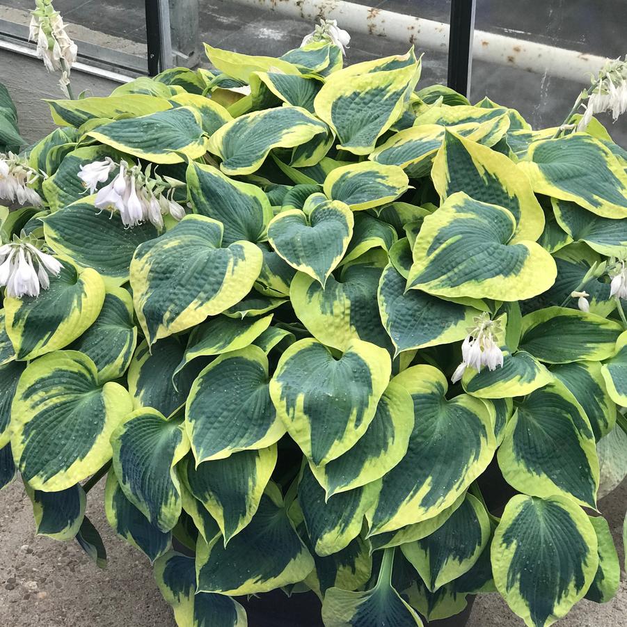 Hosta 'Tootie Mae' - Plantain Lily from Rush Creek Growers