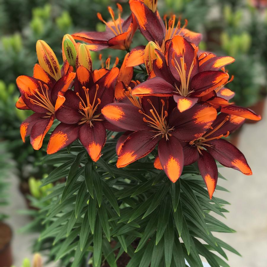 Photo courtesy of Growing Colors