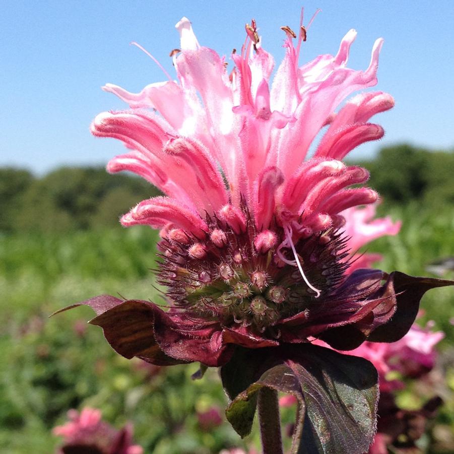 Photo courtesy of Emerald Coast Growers