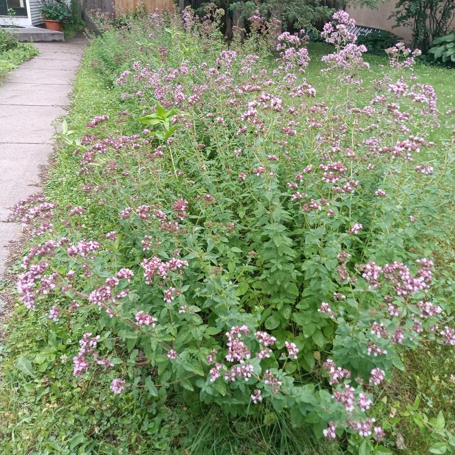 Origanum 'Rosenkuppel' - Ornamental Oregano from Rush Creek Growers