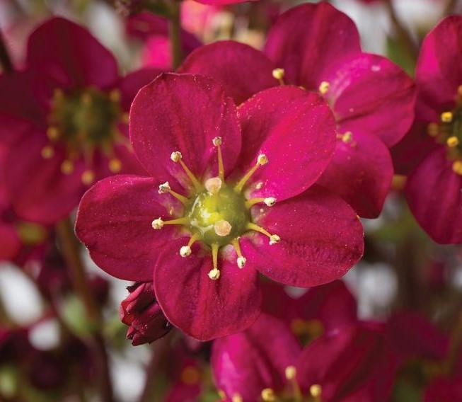 Saxifraga x arendsii 'Marto™ Rose' - Rockfoil courtesy of Darwin Perennials