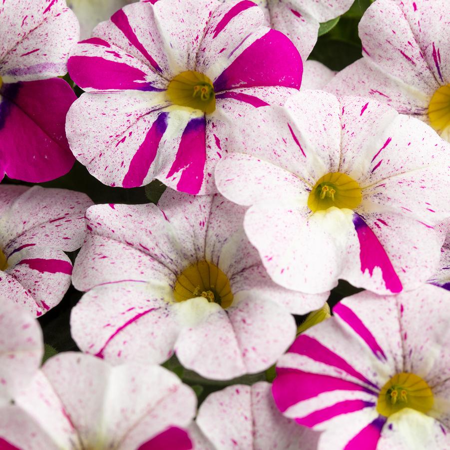 Photo courtesy of PAC Elsner / Westhoff ? www.pac-elsner.com / www.westflowers.de