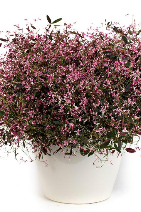 Euphorbia 'Starblast™ Pink' - from Rush Creek Growers