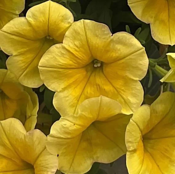 Photo courtesy of Syngenta