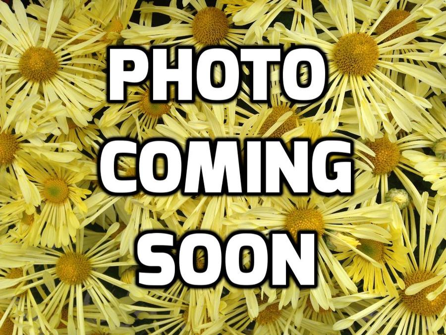 Eucalyptus 'Moon Lagoon' - from Rush Creek Growers