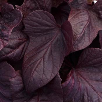 Photo courtesy of Garden Center Marketing