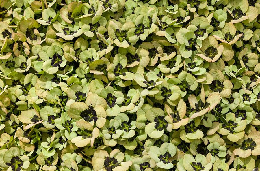 Photo courtesy of GreenFuse Botanicals, Inc.