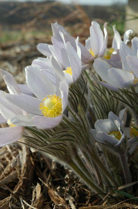 Photo courtesy of Prairie Moon Nursery