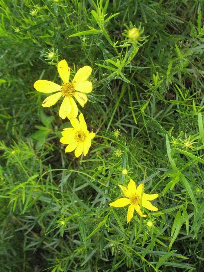 Photo courtesy of Missouri Botanical Garden Plant Finder