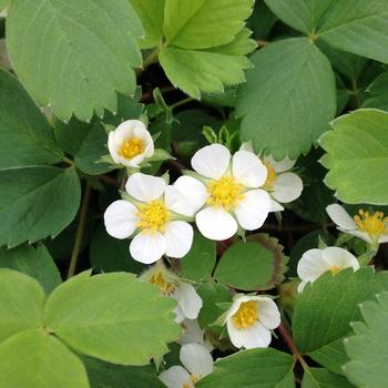 Photo courtesy of Garden Center Marketing