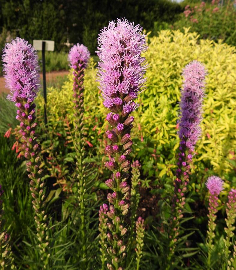 Photo courtesy of Missouri Botanical Garden Plant Finder