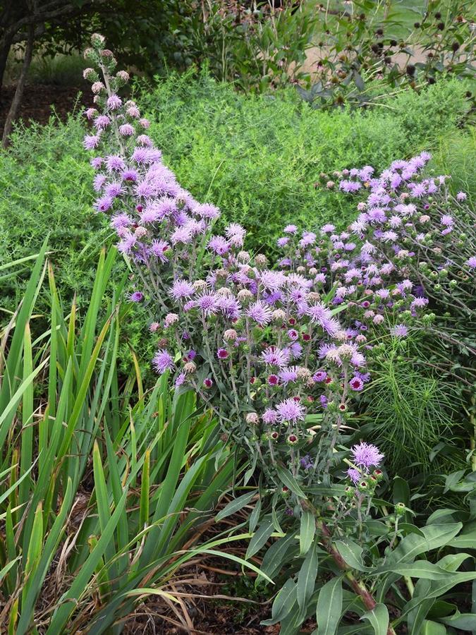 Photo courtesy of Missouri Botanical Garden Plant Finder 