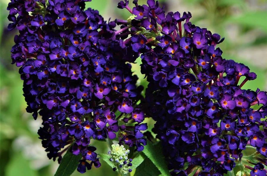 Photo courtesy of GreenFuse Botanicals, Inc.