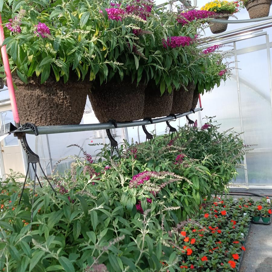 Buddleia 'Leah Raspberry' - from Rush Creek Growers