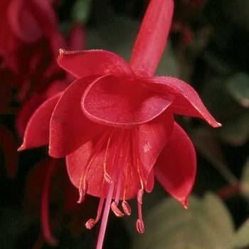 Photo courtesy of Garden Center Marketing