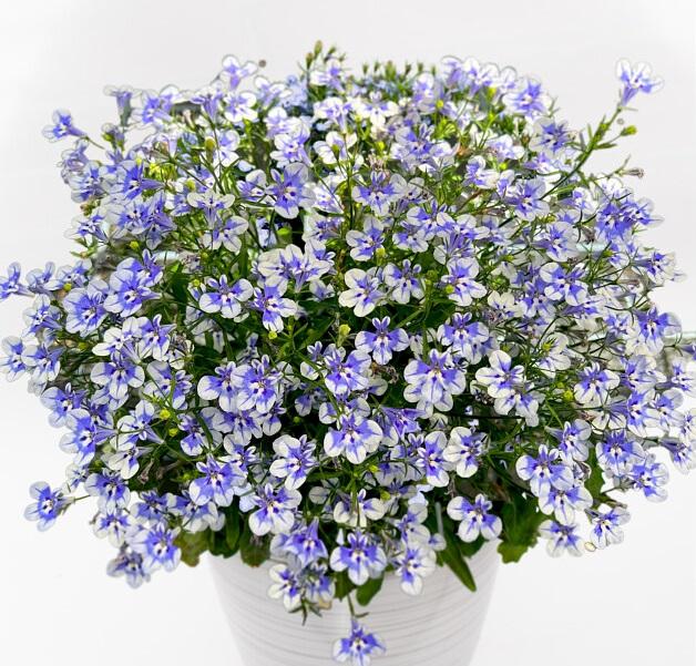 Photo courtesy of PAC Elsner / Westhoff www.pac-elsner.com / www.westflowers.de