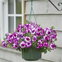 Photo courtesy of Ball
