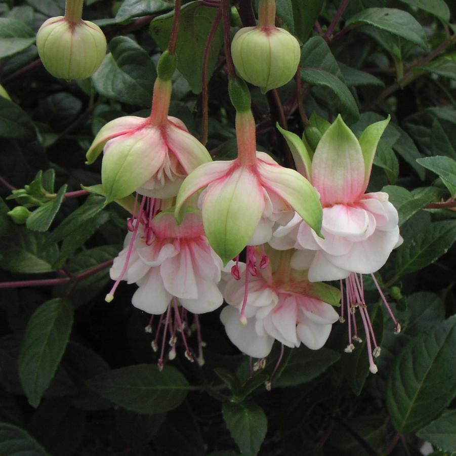 Fuchsia 'Southgate' - from Rush Creek Growers