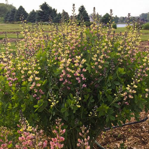 Baptisia 'Decadence™ Pink Lemonoade' - False Indigo from Rush Creek Growers
Photo courtesy of Proven Winners