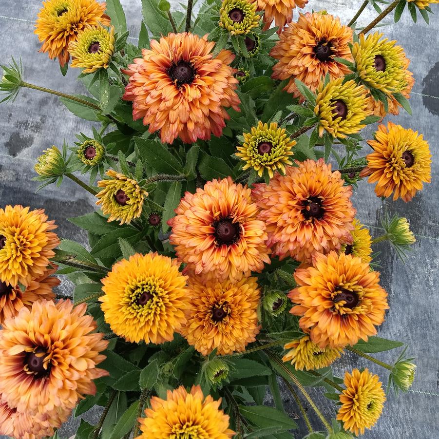 Echibeckia Summerina Glow™ 'Sugar Shake' - Echibeckia from Rush Creek Growers