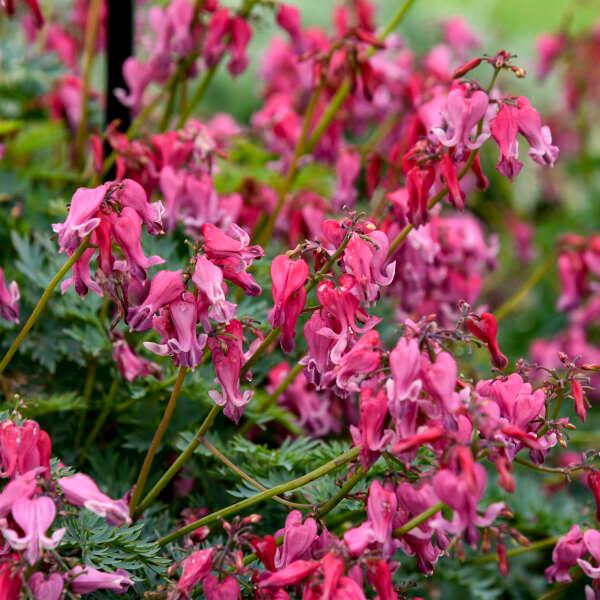 Dicentra 'Passion Hearts' - Fern-leaved Bleeding Heart photo courtesy of Walters Gardens.