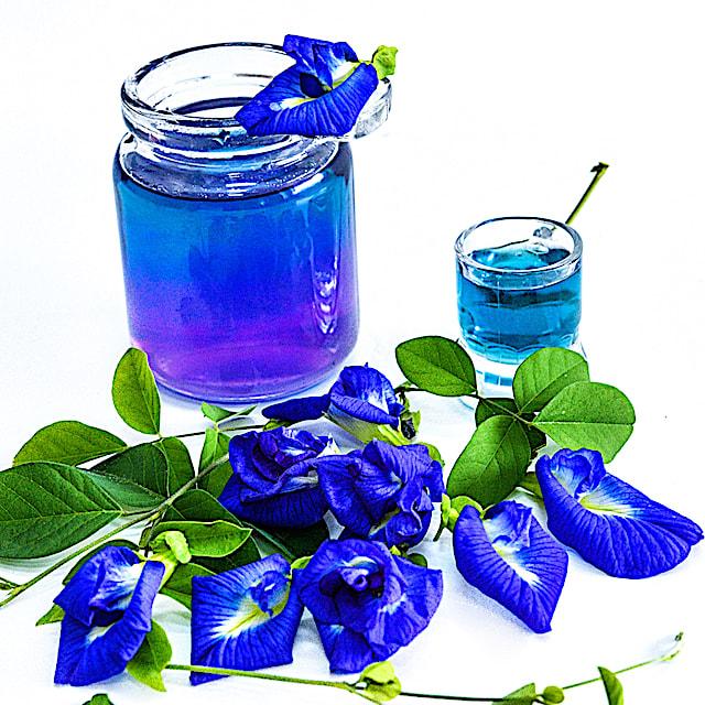 Clitoria ternatea - Butterfly Pea from Rush Creek Growers