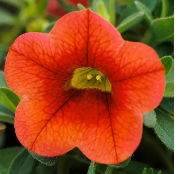 Photo courtesy of Syngenta Flowers
